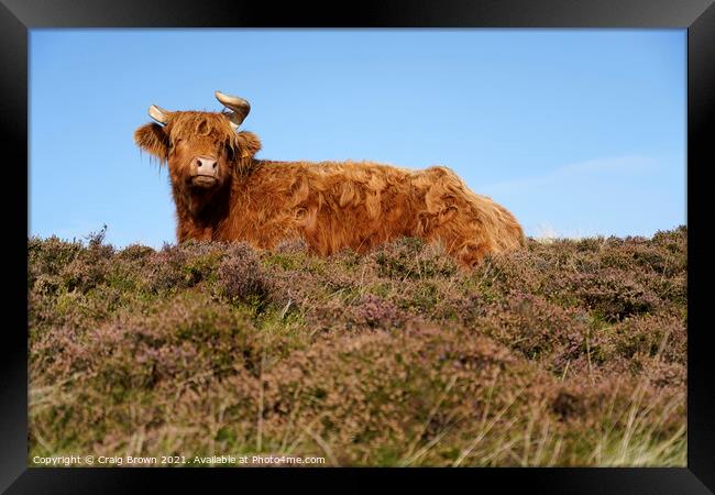 Highland Cow Framed Print by Craig Brown