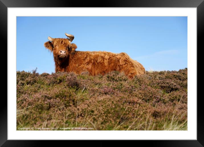 Highland Cow Framed Mounted Print by Craig Brown