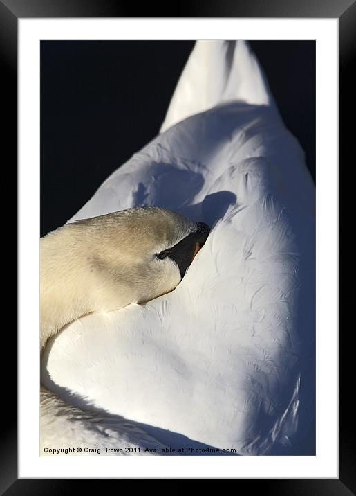 Resting Mute Swan Framed Mounted Print by Craig Brown