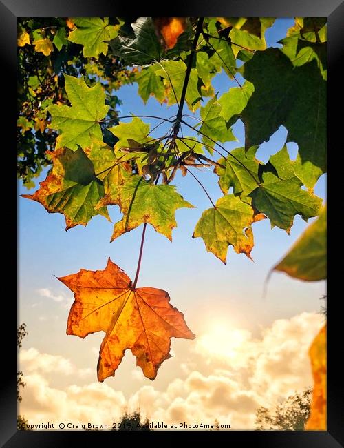 Autumn colours Framed Print by Craig Brown