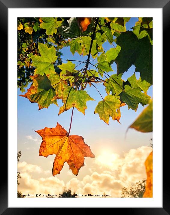 Autumn colours Framed Mounted Print by Craig Brown