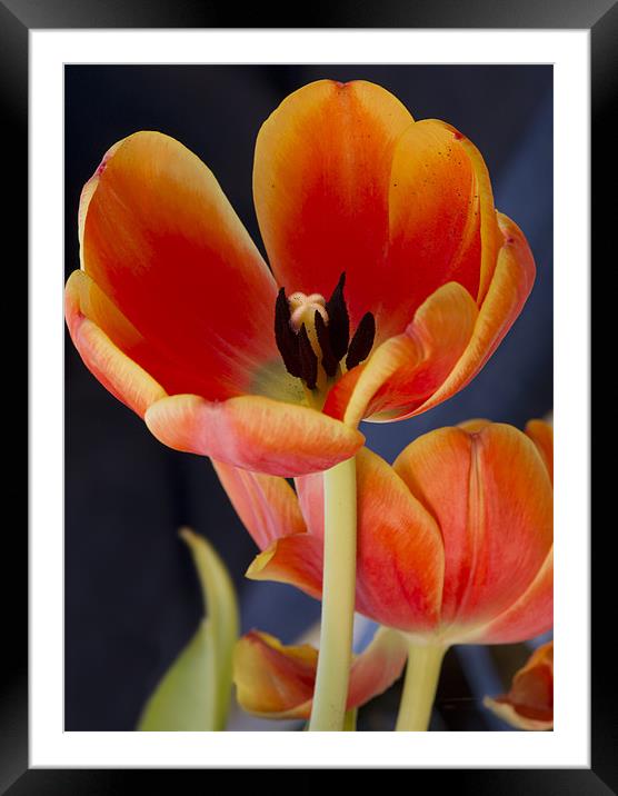 Orange tulips Framed Mounted Print by Gary Eason