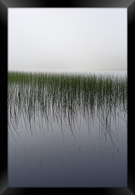 Reeds in the mist, Loch Awe Framed Print by Gary Eason