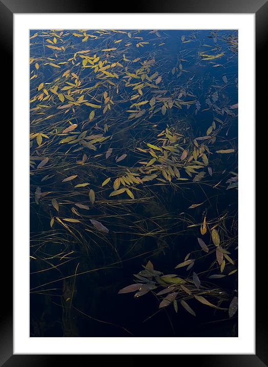 Water leaves Framed Mounted Print by Gary Eason