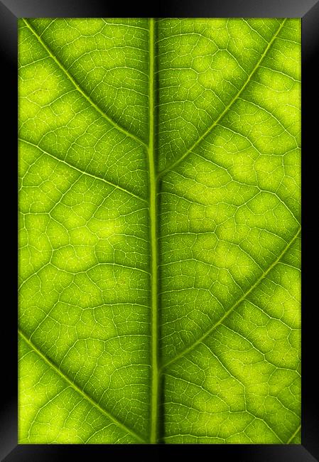 Avocado leaf Framed Print by Gary Eason