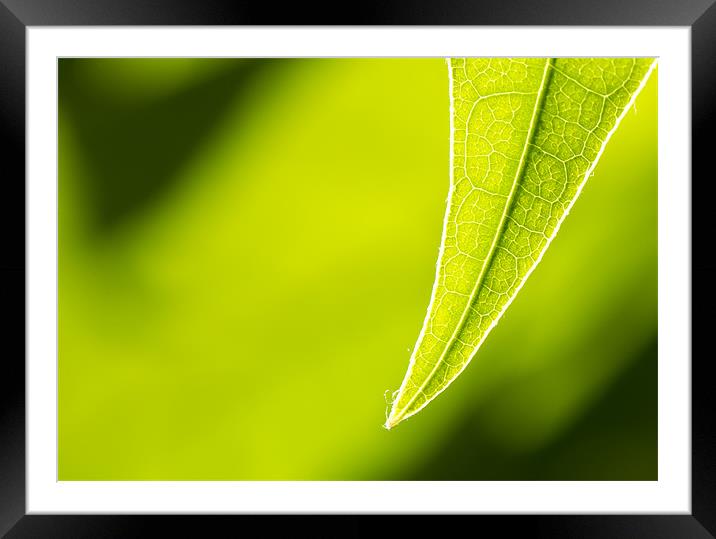 Avocado leaf Framed Mounted Print by Gary Eason