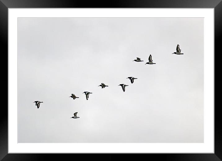 Oyster catchers on the wing Framed Mounted Print by Gary Eason