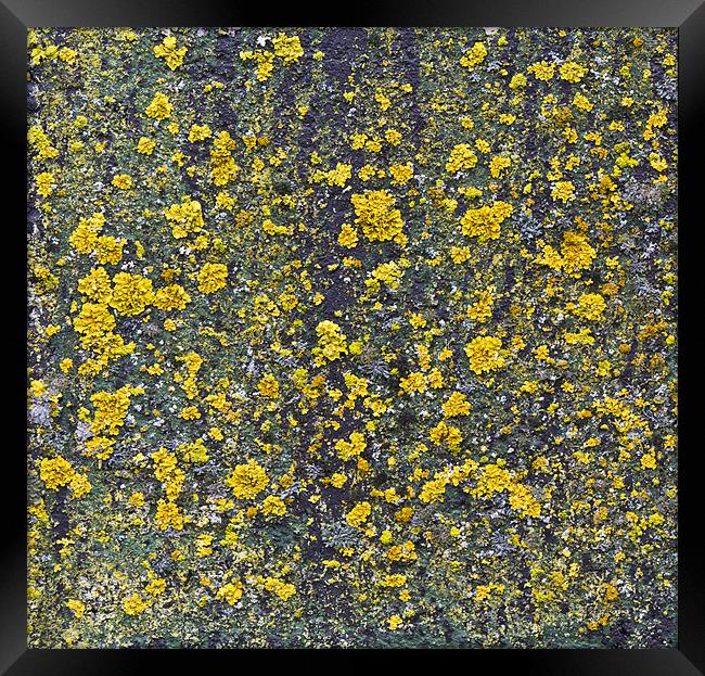 Yellow lichen Framed Print by Gary Eason