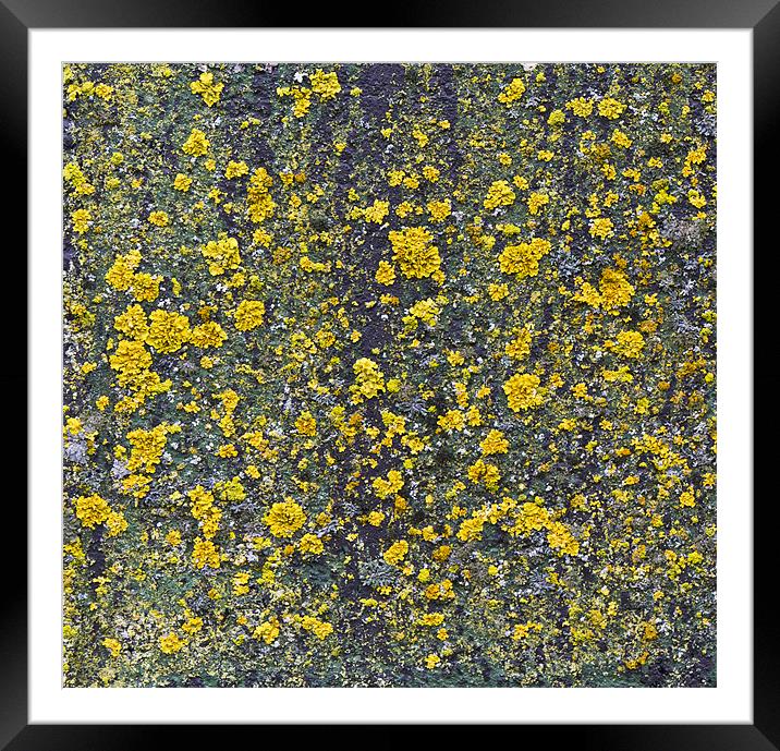 Yellow lichen Framed Mounted Print by Gary Eason