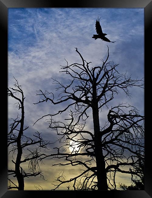 Raven taking off Framed Print by Gary Eason
