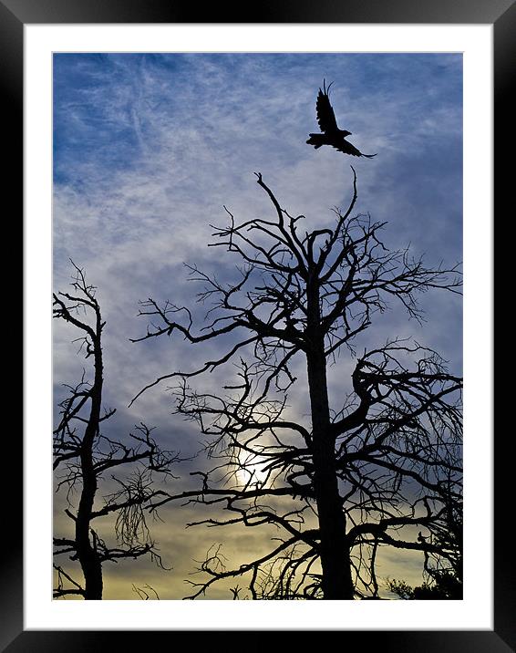 Raven taking off Framed Mounted Print by Gary Eason