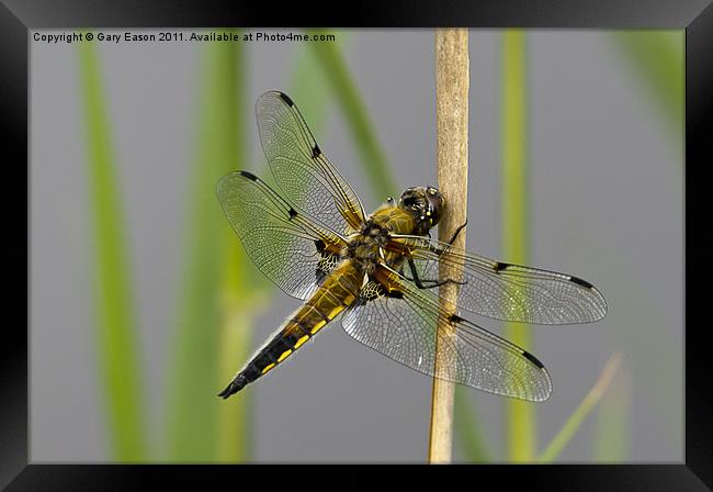 Dragonfly on reed Framed Print by Gary Eason