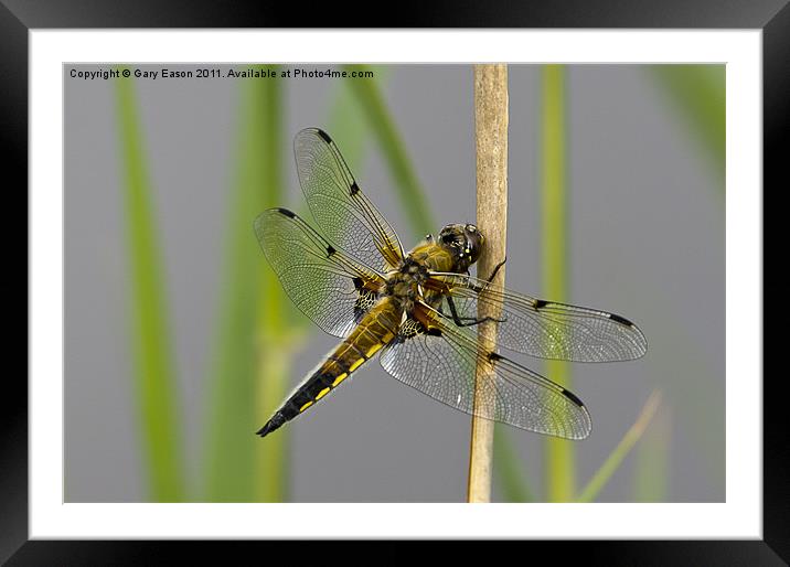 Dragonfly on reed Framed Mounted Print by Gary Eason