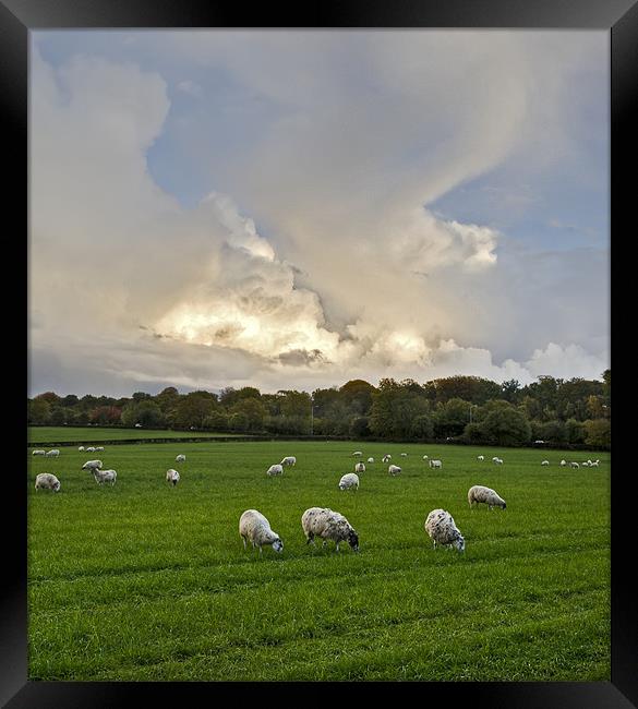 Sheep may safely graze Framed Print by Gary Eason