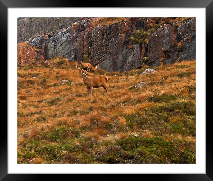 Deer on hillside Framed Mounted Print by Gary Eason