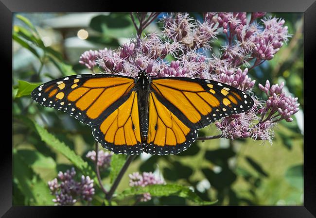 Monarch butterfly feeding Framed Print by Gary Eason