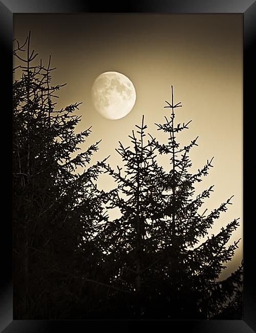Pines at dusk Moon rising Framed Print by Gary Eason