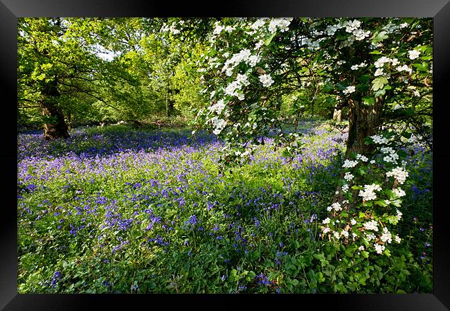 Bluebells and may Framed Print by Gary Eason