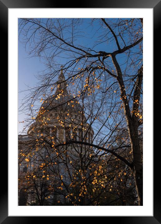 Autumn leaves at St Paul's Cathedral London vertic Framed Mounted Print by Gary Eason