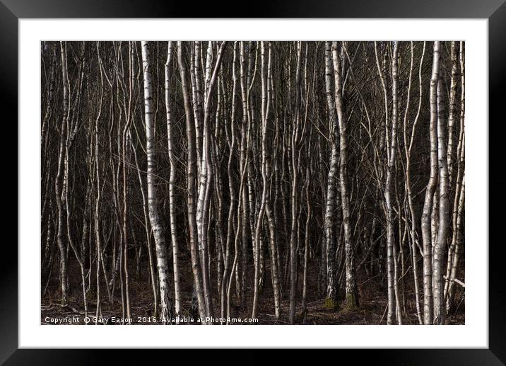 Silver birch trees Framed Mounted Print by Gary Eason
