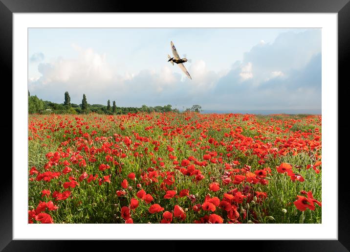 Spitfire over poppy field Framed Mounted Print by Gary Eason