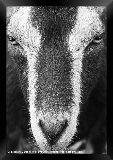 The City Goat Framed Print by Caroline Williams
