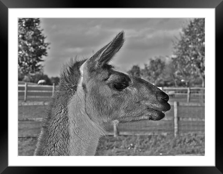 Llama Framed Mounted Print by Caroline Williams