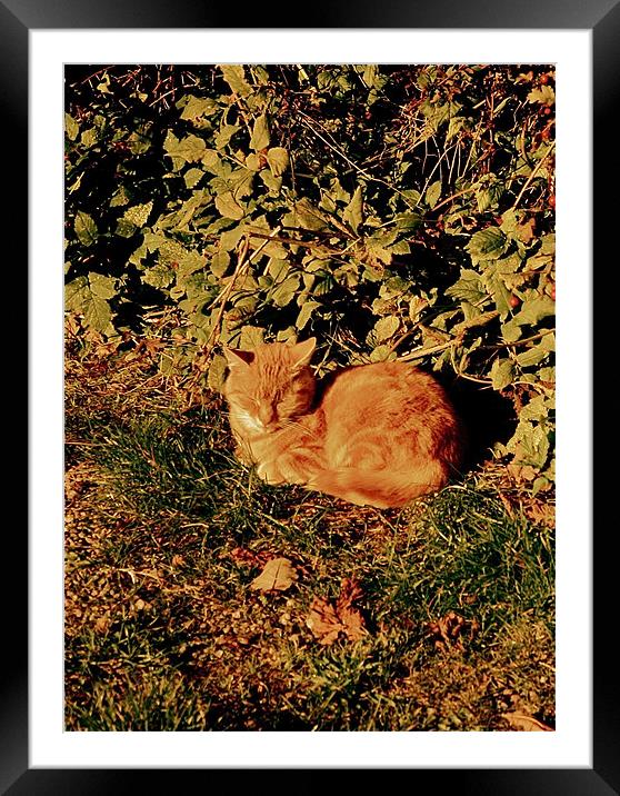 Ginger Cat Nap Framed Mounted Print by Caroline Williams