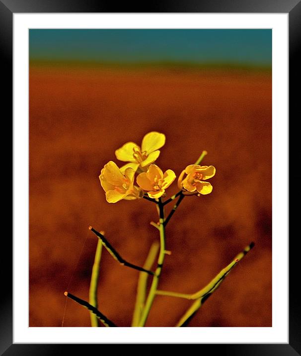 Buttercups Framed Mounted Print by Caroline Williams