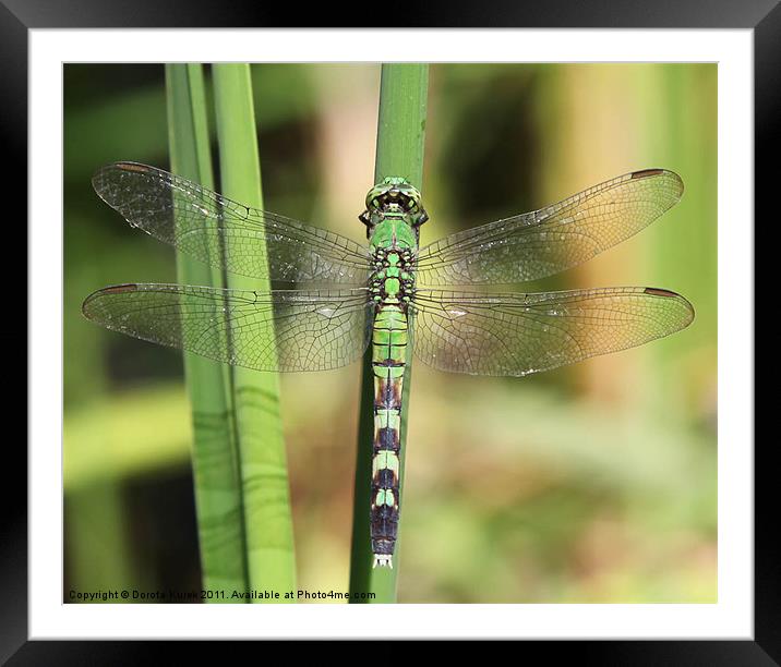 Green dragonfly Framed Mounted Print by Dorota Kurek