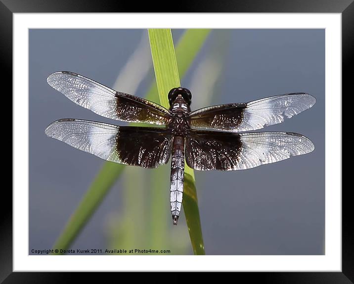 Dragonfly Framed Mounted Print by Dorota Kurek