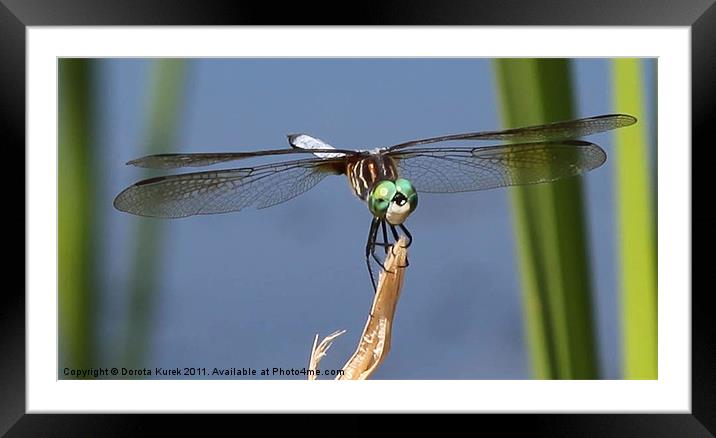 Dragonfly Framed Mounted Print by Dorota Kurek