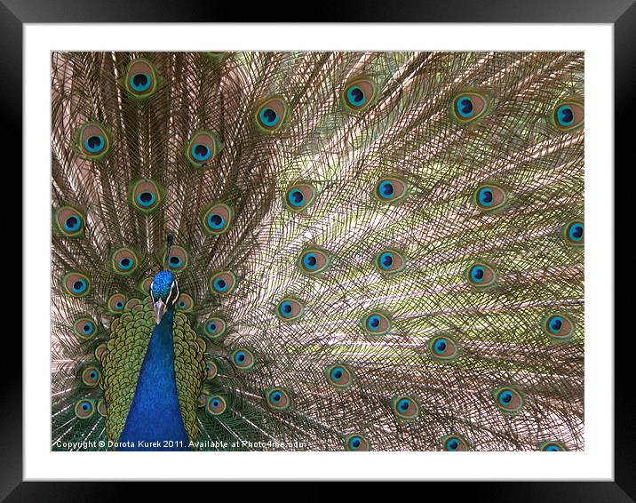 Peacock Framed Mounted Print by Dorota Kurek