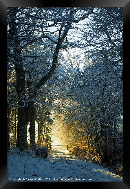 Winter Woodland Framed Print by Derek Whitton