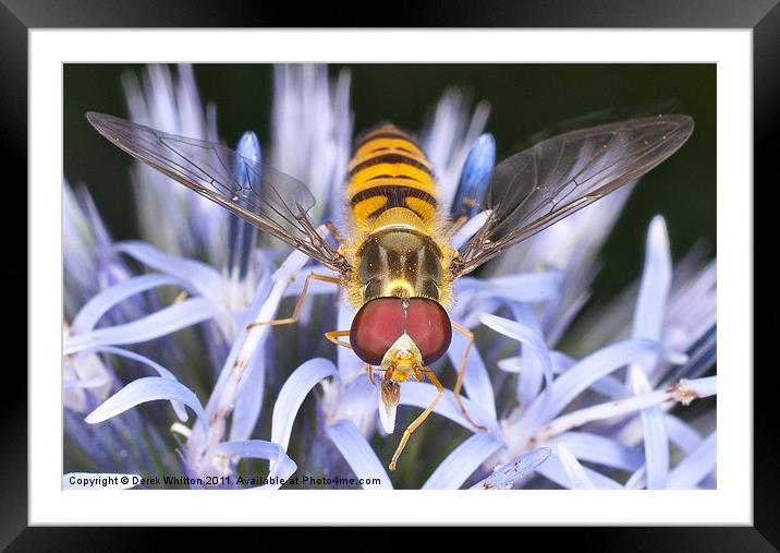 Hoverfly Framed Mounted Print by Derek Whitton