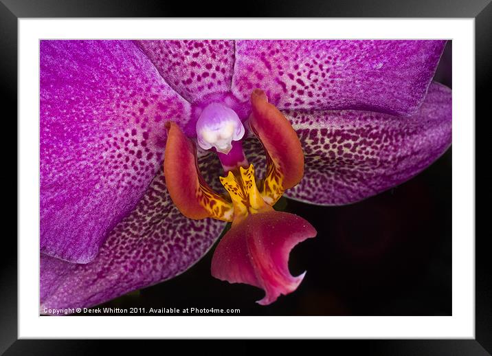Orchid Framed Mounted Print by Derek Whitton