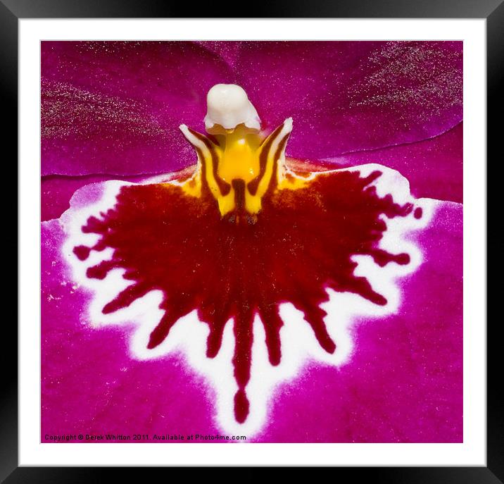 Miltonia Orchid Framed Mounted Print by Derek Whitton