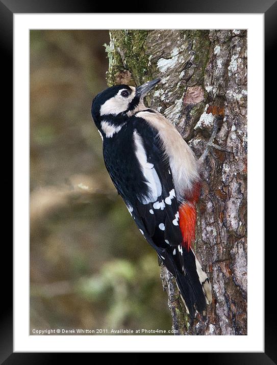 Great Spotted Woodpecker Framed Mounted Print by Derek Whitton