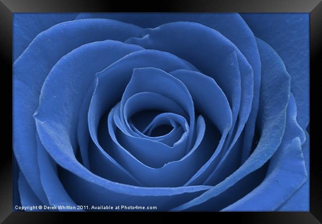 Blue Rose Framed Print by Derek Whitton