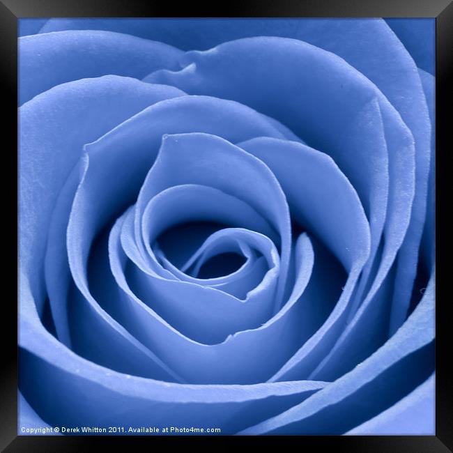 Blue Rose Framed Print by Derek Whitton