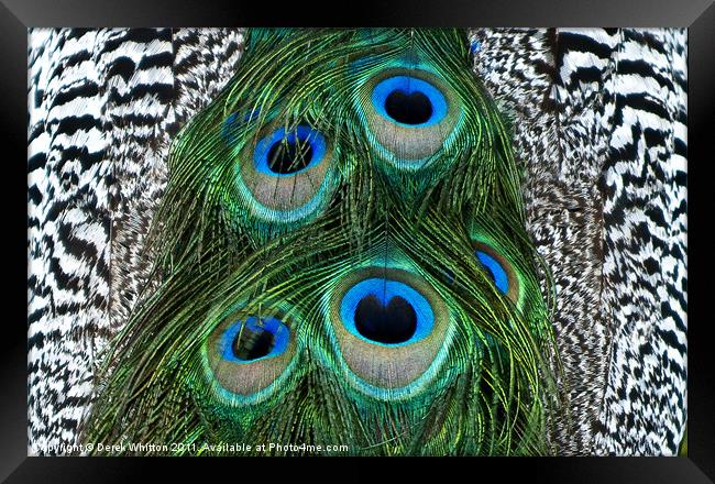 Peacock Feather Abstract Framed Print by Derek Whitton