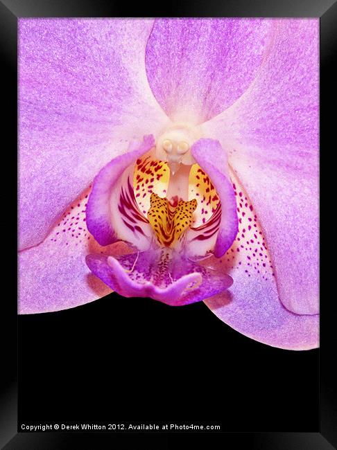 Orchid Flower Framed Print by Derek Whitton