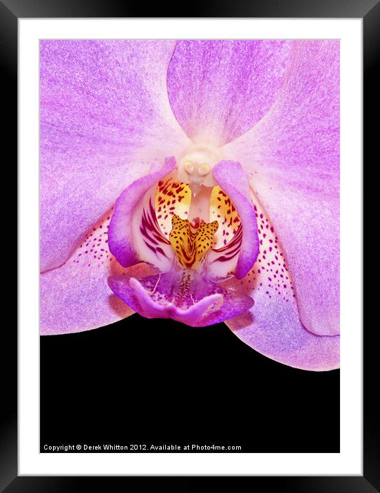 Orchid Flower Framed Mounted Print by Derek Whitton