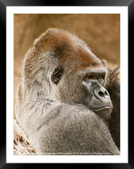 Lowland Gorilla Portrait Framed Mounted Print by Derek Whitton