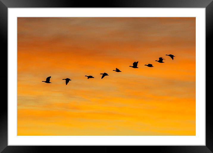 Dawn Flight Framed Mounted Print by Derek Whitton