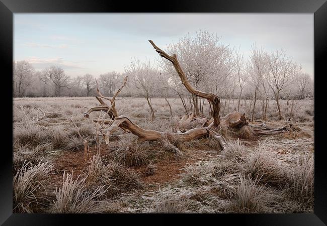 Fallen tree in hoar frost Framed Print by Andy Stafford