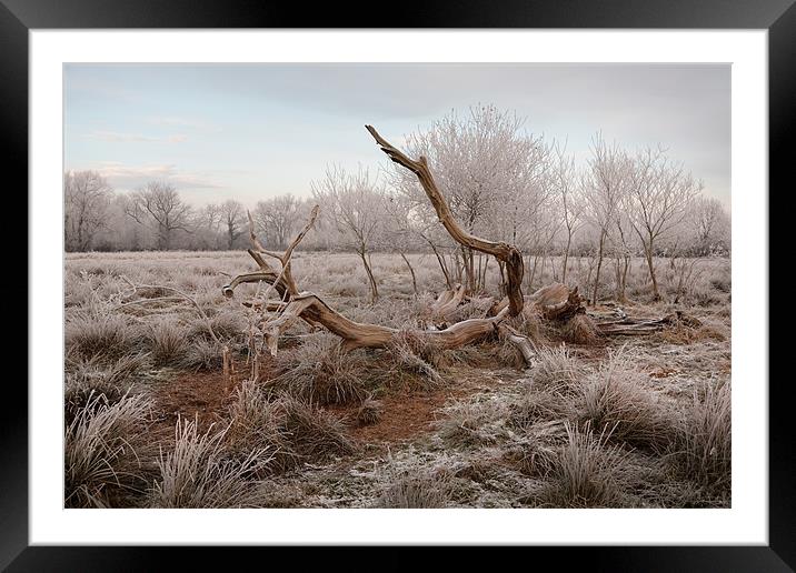 Fallen tree in hoar frost Framed Mounted Print by Andy Stafford