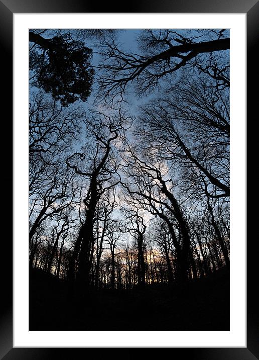 Trees Framed Mounted Print by Andy Stafford