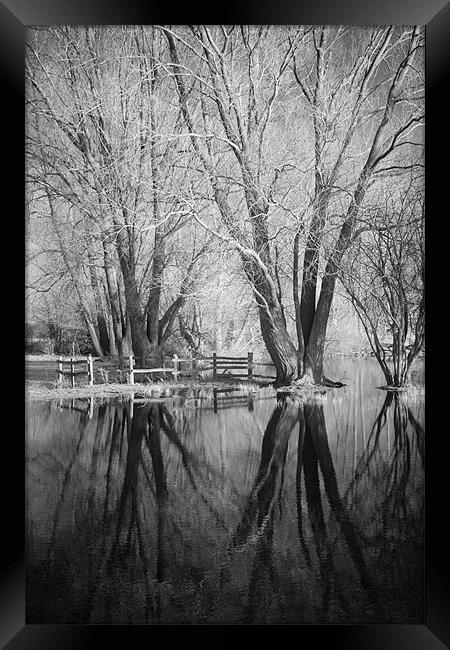 Bare Trees Reflected In Flood Water Framed Print by Andy Stafford
