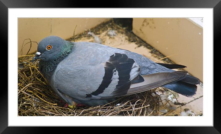 pigeon on the chick Framed Mounted Print by Hassan Najmy